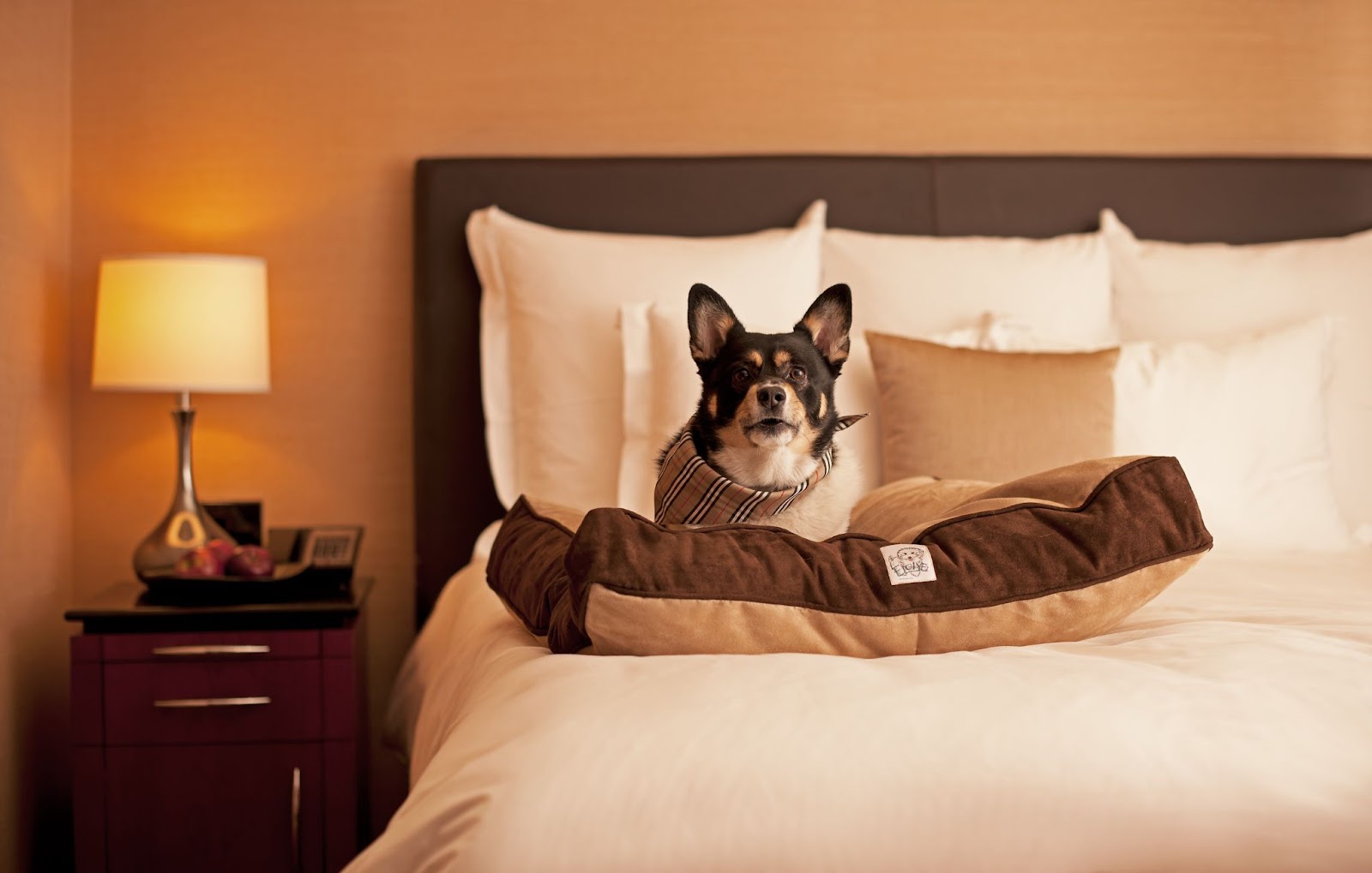 Hotelaria abraça a tendência pet friendly