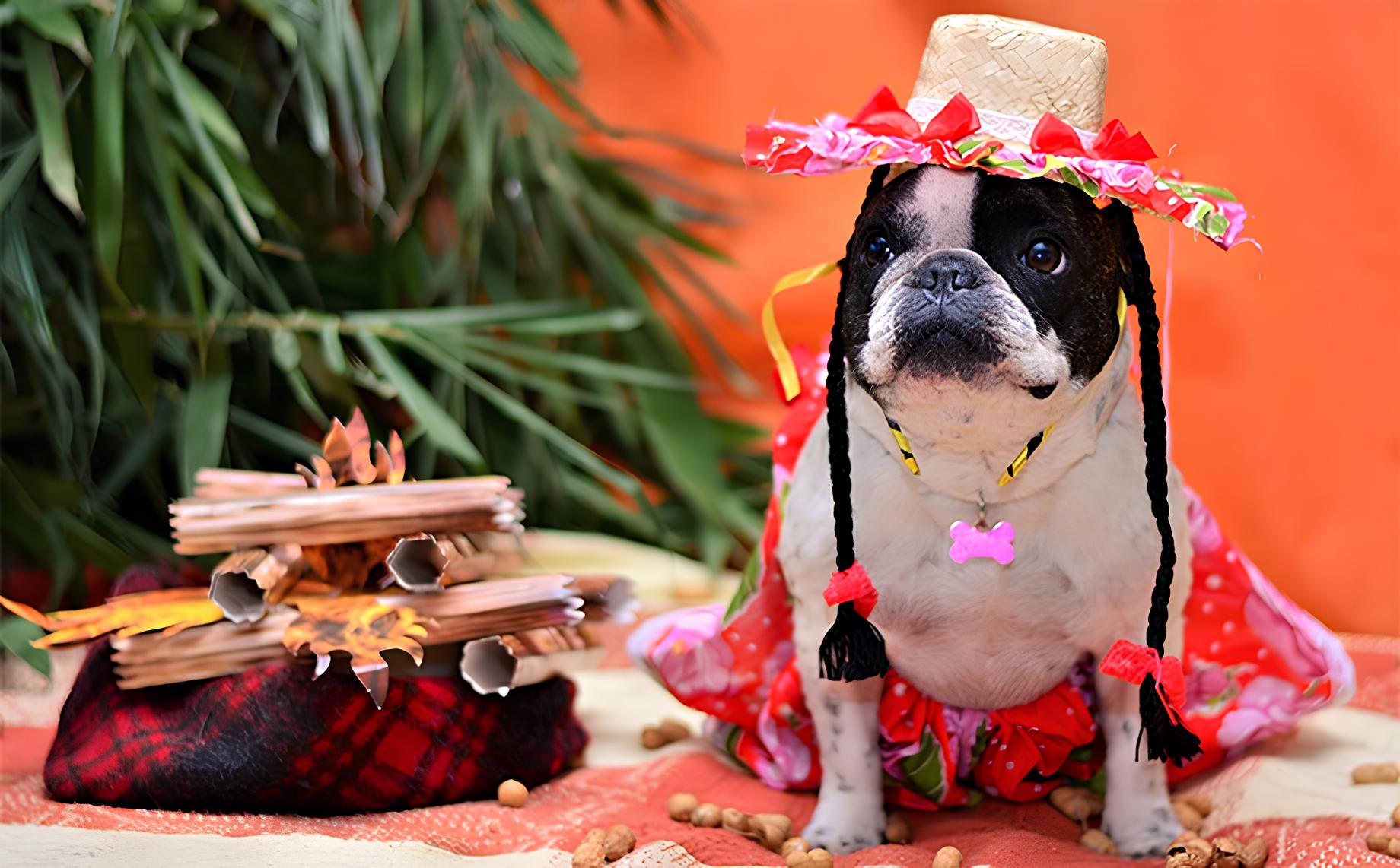 "Bom pra Cachorro": Festa Junina para Pets no Casa Grande Hotel, Guarujá